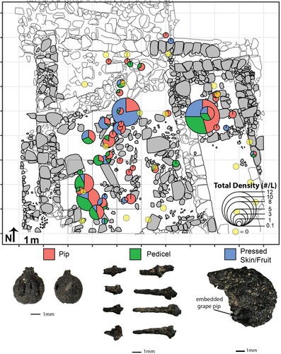 Figure 7. The distribution of all grape remains recovered in flotation samples from the collapse deposits, in which point size is proportional to the total density of grape pips, pedicels, and pressed skins. The interior colors represent the relative percentage of each recovered item, and images of representative archaeological remains are located beneath the legend.