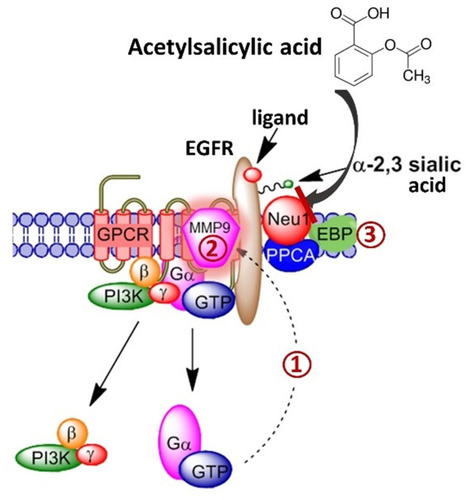 Figure 1 Acetylsalicylic acid targets the Neu-1-MMP-9-GPCR signaling platform-inhibiting ligand-induced receptor tyrosine kinase activation. When the ligand binds to its receptor tyrosine kinase (RTK), there is a conformational change in the associated G protein-coupled receptor (GPCR). (1) Gαi subunit signaling activates matrix metalloprotease-9 (MMP-9). (2) Via its elastin-degrading properties, MMP-9 removes elastin binding protein (EBP) from a tripartite complex consisting of neuraminidase-1 (Neu-1) and protective protein cathepsin A (PPCA) to activate Neu-1. (3) Activated Neu-1 cleaves terminal α-2,3 sialic acid residues on the ectodomain of RTKs to relieve steric hindrance, and allow for receptor dimerization, phosphorylation and downstream signal activation. Acetylsalicylic acid targets Neu-1 in complex with the MMP-9-GPCR, inhibiting ligand-induced receptor tyrosine kinase activation.