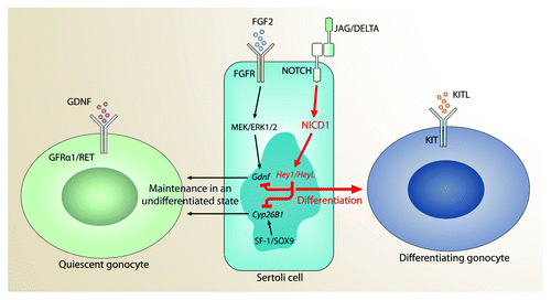 Figure 3. Model depicting the possible role of NOTCH signaling in Sertoli cells before birth. Previous studies have shown that FGF2 induces GDNF production, and that SOX9/SF1 induces CYP26B1 expression by Sertoli cells. Our data suggest NOTCH1 signaling is a negative regulator of GDNF and CYP26B1, which balances the effects of FGF2 and SOX9/SF1. This normally results in gonocyte maintenance in the quiescent, undifferentiated state. However, overactivation of NOTCH1 signaling further suppresses the expression of GDNF and CYP26B1, which induces direct differentiation into KIT-expressing proliferating spermatogonia.