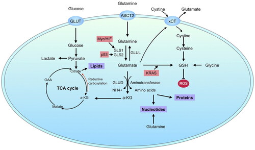 Figure 2. Cancer metabolism involving glutamine. Cancer cells transport glutamine through ASCT2. Glutamine thus entered is converted to glutamate through GLS and GLS2. The glutamate formed then moves into TCA cycle and supports the biosynthesis of nucleotides, proteins, and lipids. The regulators of glutaminase are marked in pink (Permission granted by Wang et al., 2020).