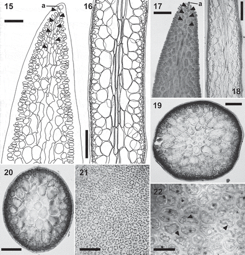 Figs 15–22. Calliblepharis hypneoides. Structure of the thallus. 15, 17. Longitudinal sections at apex, showing the apical cell of a uniaxial tip (a) and axial cells (arrowheads) that are soon obscured by the development of lateral files of cells. 16, 18. Longitudinal sections of median parts, showing two or three central filaments of elongated cells, surrounded by two or three layers of rounded medullary cells, a layer of short, rounded inner cortical cells, and a layer of small outer cortical cells. 19. Cross-section of axis showing a central axial cell surrounded by seven cells that are similar in appearance to the axial cell, two layers of medullary cells, a layer of inner cortical cells, and a layer of outer cortical cells. 20. Cross-section of axis with the central axial cell indistinguishable, resembling a pseudoparenchymatous medulla. 21. Surface view of thallus showing a continuous layer of outer cortical cells. 22. Detail of cortical cells in surface view showing spherical refractive inclusions (arrowheads). Scale bars = 30 µm (Fig. 15), 250 µm (Figs 16, 18), 60 µm (Fig. 17), 150 µm (Fig. 19), 100 µm (Fig. 20), 50 µm (Fig. 21) and 25 µm (Fig. 22).