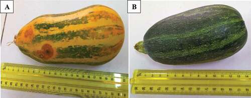 Figure 1. Zucchini of variety courcouzelle (A: altered; B: healthy)