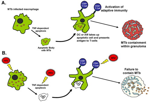 Figure 1. Immunity against Mycobacterium tuberculosis (MTb) and the effects of HIV. (A) Alveolar macrophages (AMs) are the first cells to encounter and engulf MTb bacteria when they are inhaled deeply into the lungs. MTb bacteria have evolved to escape intracellular killing by AMs by arresting phagosomal maturation and possibly escaping the phagosome to allow for persistence and growth within AMs. The defense mechanisms against this include chemokines/cytokine secretion which activates antimycobacterial defenses and adaptive immunity, autophagy (59), and apoptosis (51) among others. (B) HIV is known to affect a number of these steps, including increased phagocytosis of MTb to allow access to intracellular environment, decreased AM apoptosis in response to MTb, decreased autophagy, and decreased chemokine/cytokine production. HIV also affects function and numbers of CD41 T cells, leading to increased bacillary loads, inadequate granuloma formation, and dissemination. DC 5 dendritic cell; TNF 5 tumor necrosis factor.