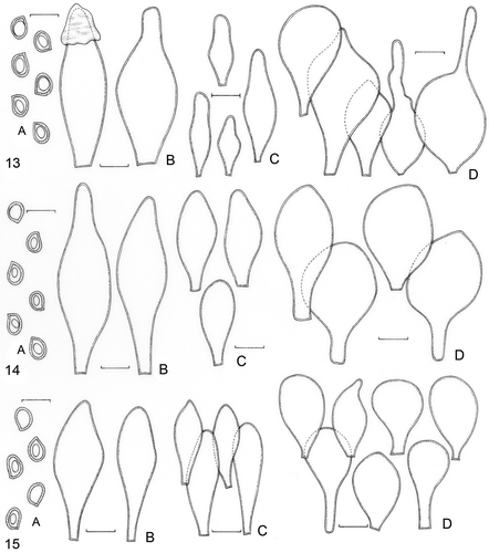 Figures 13–15. 13. Pluteus admirabilis (DAOM193532). 14. P. admirabilis (DAOM197226). 15. P. chrysophlebius (DAOM190194). A. Basidiospores. B. Basidia. C. Pleurocystidia. D. Cheilocystidia. E. Pileipellis cells. Bars = 10 μm.