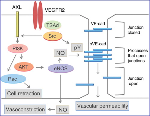 Figure 3. Signal transduction regulating opening of adherens junctions. Three main pathways are depicted: 1) VEGF-induced activation of c-Src leading to VE-cadherin (VE-cad) hyperphosphorylation (pY); 2) activation of eNOS leading to NO generation and effects on adherens junctions; and 3) activation of small GTPases such as RAC followed by rearrangement of the actin cytoskeleton and cell retraction. For details, see text.