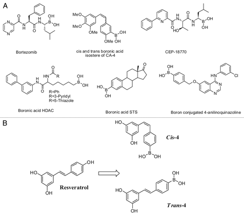 Figure 1. (A) Structures of known boronic acid compounds and (B) Design of boronic acid analogs of resveratrol: cis-4 and trans-4.