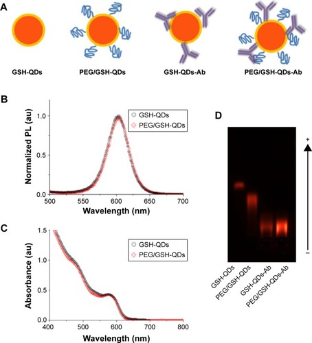 Figure 2 Synthesis and characterization of PEGylated QDs and QD-antibody conjugates.Notes: (A) Schematic of QD and QD-antibody structure applied for CRP detection using IFA system. Identical fluorescence emission (B) and UV-Vis absorbance (C) spectra of GSH-QDs (black circle) and PEGylated GSH-QDs (red rhombus) dissolved in PBS buffer solution (0.01 M, pH 7.2). (D) Agarose gel electrophoresis of QDs and QD-antibody conjugates, running at 80 V for 20 minutes.Abbreviations: Ab, antibody; QD, quantum dot; UV-Vis, ultraviolet-visible; IFA, immunofiltration assay; CRP, C-reactive protein; GSH, glutathione; PEG, polyethylene glycol; PL, photoluminescence; PBS, phosphate-buffered saline.