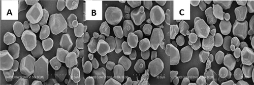 FIGURE 2 Scanning electron micrographs of native corn starch (A, NC), corn starch annealed at 45°C (B, CA45), and corn starch annealed at 55°C (C, CA55) at 1500× magnification.