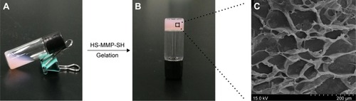 Figure 3 (A) Photograph of the solution mixture containing 4-arm PEG-Mal, FPNPs, and Los. (B) Photograph of the FPNP/Los-loaded hydrogel. (C) SEM image of the FPNP/Los-loaded hydrogel.Notes: After addition of HS-MMP-SH, gelation quickly occurred owing to the thiol–maleimide reaction between PEG-Mal and HS-MMP-SH, resulting in the encapsulation of FPNPs and Los. HS-MMP-SH, matrix metalloproteinases cleavable peptide.Abbreviations: FPNPs, fluorescent polystyrene nanoparticles; Los, losartan; PEG-Mal, polyethylene glycol maleimide; SEM, scanning electron microscopy.