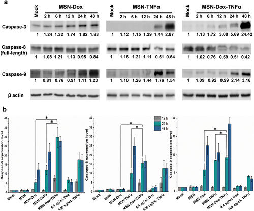 Figure 4 Caspase activity analysis of expression levels of apoptotic protein by MES-SA/Dx5 cells treated with different NP after 2, 6, 12, 24, or 48 h. The level of activated caspase-3, activated caspase-9, or full-length caspase-8 was analyzed by (a) Western blot analysis or (b) multiplex activity assay kit (Abcam). There was an increase of activated caspase-3 and caspase-9, and a decrease of full-length caspase-8, that were obviously more pronounced in the MSN-Dox-TNFα group than the other treatments. Data are the mean±SEM expressed as fold-change related to mock. *P<0.05.