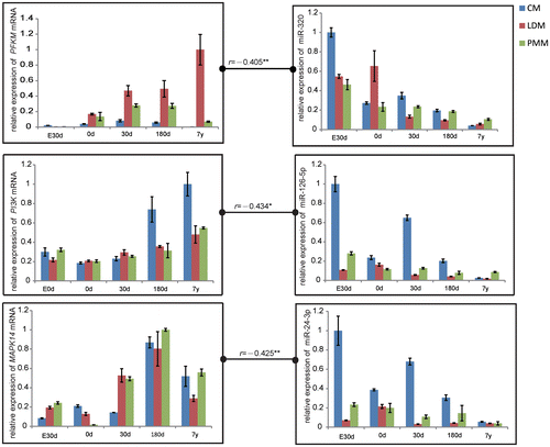 Fig. 5. Correlation in Gene Expression between PFKM and miR-320, PI3 K and miR-126, MAPK and miR-24 at the Stage of Embryonic day 90 (E90d), Postnatal day 0 (0 d), Day 30 (30d), Day 180 (180d), and 7 years (7y).Notes: The data were normalized to the highest expression of the three muscles and presented as mean ± SD. n = 3 for each age stages of tissues. CM, cardiac muscle; LDM, longissimus dorsi muscle; PMM, psoas major muscles.**p < 0.01, *p < 0.05.