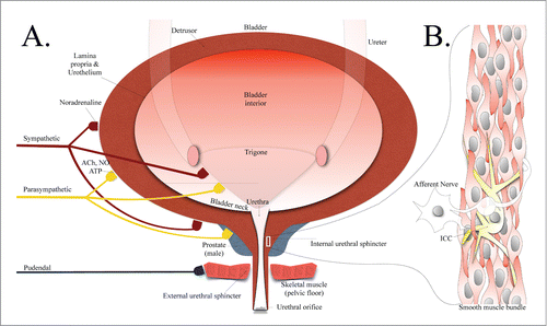 Figure 1. (A) A representation of the anatomy of the lower urinary tract including bladder and urethral structures, with inputs from various nervous systems illustrated. (B) A smooth muscle bundle depicting smooth muscle cells in close contact with an ICC-like cell and nerve. Abbreviations: ACh, acetylcholine; NO, nitric oxide; ATP, adenosine 5′-triphosphate; ICC, interstitial cell of Cajal.