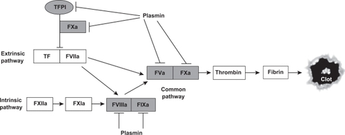 Figure 2 Plasmin substrates in the coagulation pathways.