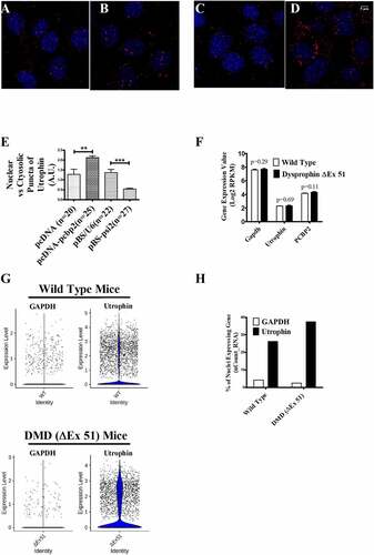 Figure 4. Localization of utrophin-A transcript in C2C12 cells and transcriptomic analysis of TA muscle from WT and DMD (ΔEx51) mice.