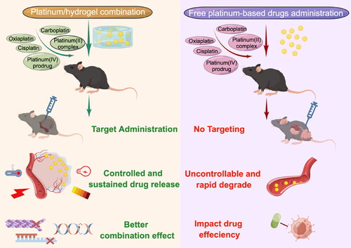 Figure 6. How platinum/hydrogel complexes outperform free platinum drugs. With the aim of enhancing anti-tumor efficacy, platinum-based drugs are delivered through hydrogels can achieve better outcomes than free drugs. The satisfied results are related to three aspects, target administration, controlled drug release and higher combination effect. Firstly, on account of the unique administration ways and unique tumor microenvironment, the hydrogel would release drugs at the tumor site more than free drug administration; secondly, the hydrogels are stimuli response so that achieving controlled and sustained drugs release under environmental or external stimuli; lastly, when both or more drugs are delivered through hydrogels, they may achieve better combination effect instead of causing toxicity and drug resistance.