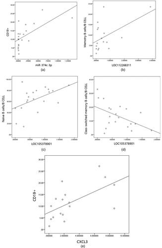 Figure 7. a: Scatter plot showing the correlation analysis between miR-374c-3p and CD19 + B lymphocytes. In this figure, Spearman (r = 0.644, p = 0.002). b: Scatter plot of correlation analysis between LOC112268311 and Memory B cells/B CELL, Spearman (r = 0.519, p = 0.033). c: Scatter plot showing the correlation analysis between LOC105378901 and Naïve B cells/B CELL. In this figure, Spearman (r = 0.500, p = 0.025). d: Scatter plot of correlation analysis between LOC105378901 and Class-switched memory B cells/B CELL, Spearman (r = –0.496, p = 0.026). e: Scatter plot showing the correlation analysis between CXCL3 and CD19 + B lymphocytes, Spearman (r = 0.602, p = 0.011).