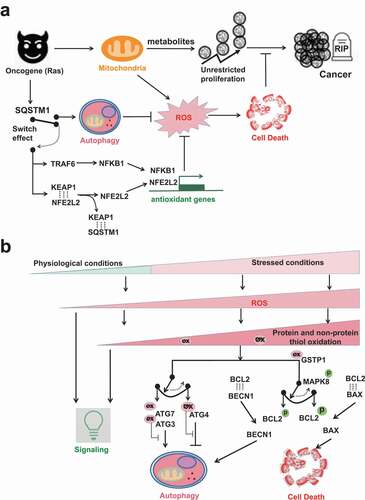 Figure 3. The ROS involved switch between autophagy and cell death. (A) SQSTM1 provides an alternative antioxidant pathway by functioning like an electric switch to connect either autophagy or NFE2L2-dependent antioxidant gene transcription. When autophagy is functional, SQSTM1 is a bona fide autophagic receptor protein. SQSTM1 itself is also recycled by autophagy. But when autophagy is impaired, SQSTM1 aggregates in cells and then switches to turn on NFE2L2- or NFKB1-dependent antioxidant gene transcriptions. Ras-driven oncogenesis over-expresses SQSTM1. The cancer cells in turn hijack SQSTM1 to activate either autophagy or antioxidant gene transcriptions to tame ROS, so that their unrestricted cancer cell proliferation will not be interfered by ROS-induced cell death. (B) ROS exist at different levels from physiological to pathological/stressed conditions. At low levels, ROS act as signaling messengers. Higher levels of ROS are restricted by the first-line protein thiols system and the second-line autophagy to maintain redox homeostasis. The rheostat effects of protein thiols in the regulation of autophagy inhibition/induction and in the regulation of autophagy/apoptosis are shown by two examples. The first switch is mediated by different susceptibilities of ATG3/7 vs. ATG4 to oxidation. ATG3/7 are more sensitive than ATG4 to oxidation, so that low levels of ROS oxidize ATG3/7 but spare ATG4. The second switch is mediated by different BCL2 complexes formation. MAPK8 phosphorylates BCL2 and thus interfere the association of BCL2 with binding partners. Notably, MAPK8 activation is affected by inhibitory binding with antioxidant GSTP1. Comparatively, the association of BCL2-BECN1 complex is weaker than that of BCL2-BAX complex. Thus, low levels of stress and GSTP1 oxidation cause transient MAPK8 activation and dissociation of BCL2-BECN1 complex but not BCL2-BAX complex. Dissociated BECN1 then turn on autophagy. But sustained MAPK8 activation frees BAX from the inhibitory complex BCL2-BAX and switches on apoptosis.