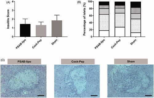 Figure 2. Islet leukocytic infiltrate (insulitis) following administration of nanotherapy. (A) Insulitis score from non-diabetic mice at the end of the follow-up period at 25 weeks, including the PSAB-lipo (n = 3), Cock-Pep (n = 3) and sham (n = 3) groups. Results are mean ± Standard Deviation (SD). No statistical differences were found between groups (Mann-Whitney test). (B) Percentage of islets in each of the infiltration categories: White = 0, no insulitis; Dotted = 1, peri-insular; Striped = 2, mild insulitis (<25% of the infiltrated islet); Squared = 3, 25–75% of the islet infiltrated; Black = 4, >75% islet infiltration. (C) Representative images of insulitis in islets from H/E-pancreatic cryostat sections (5 µm) from the three different groups. Scale bar represents 100 µm. PSAB-lipo: insulin PS-liposomes; Cock-Pep: mixture of all non-encapsulated peptides.