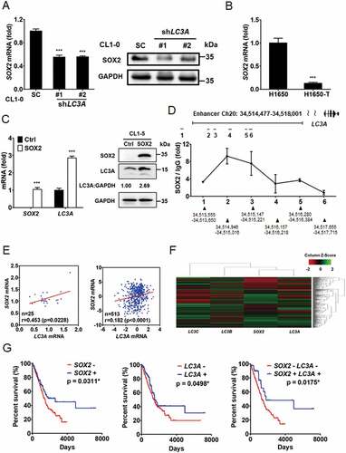 Figure 6. SOX2 regulates LC3A in lung cancer cells and predicts patient prognosis in lung adenocarcinoma. (A) RT-qPCR (left) and immunoblotting (right) assays to assess SOX2 and GAPDH expression in CL1-0 cells transduced with the lentiviral vector encoding shLC3A or scrambled control (SC). ***p < 0.001. (B) RT-qPCR to assess SOX2 expression in H1650 versus H1650-T cells. ***p < 0.001. (C) RT-qPCR (left) and immunoblotting (right) assays to assess SOX2 and LC3A expression in CL1-5 cells transduced with the lentiviral vector encoding SOX2 cDNA (SOX2) or empty control (Ctrl). ***p < 0.001. (D) ChIP-qPCR analysis to access the occupancy of SOX2 at the indicated regions (1–6) along the LC3A enhancer (Chr20: 34,514,477–34,518,001) in CL1-0 cells. (E) Scatter plots of correlation between SOX2 and LC3A expression in primary lung adenocarcinoma from GSE27262 (left) and TCGA-LUAD (right), displaying positive correlations between SOX2 and LC3A. (F) Hierarchical clustering analysis of SOX2, LC3A, LC3B, and LC3C expression in primary lung adenocarcinoma from TCGA-LUAD (N = 514). (G) Kaplan–Meier analysis to assess the correlation of SOX2 (left) and LC3A (middle) expression with the overall survival of lung adenocarcinoma patients (N = 500) from TCGA-LUAD cohort. The overall survival analysis was further stratified by SOX2-high/LC3A-high and SOX2-low/LC3A-low signatures (right) for Kaplan–Meier analysis (N = 325). Different groups were compared using log-rank test. *p < 0.05.