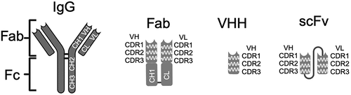 Figure 2. Phage display antibody fragments. This schematic shows the structural differences between full length IgG molecules and Fab, scFv, and VHH antibody fragments used in the phage display of antibodies. Each format contains an antibody-binding region in the variable domain that is conferred by distinct sites known as complementarity-determining regions (CDRs), there are three CDRs within a variable region, and these are located toward the amino terminal. The Fab fragment (~50kDa) consists of two polypeptide chains corresponding to the variable heavy chain region (VH) linked to the first immunoglobulin constant-1 heavy chain domain (CH1) and the variable light chain domain (VL) linked to the light chain constant domain (CL); their association occurs via intramolecular interactions between residues on each polypeptide chain. The VH and VL can also be linked in a single polypeptide via a short Gly-Ser linker to form a scFv, which is smaller than a Fab fragment (~30kDa). The VHH fragment only consists of the heavy chain variable region and is the smallest antibody fragment shown here (~15kDa). Created with BioRender.com.