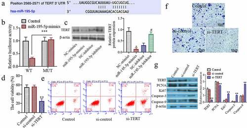 Figure 3. miR-195-5p targets and regulates the expression of TERT, knocking down the expression of TERT can also inhibit the cell proliferation, induce apoptosis and inhibit invasion ability. (a) TargetScan predicts miR-195-5p and TERT binding sites. (b) Luciferase activity analysis of the targeted relationship of miR-195-5p and TERT in HEK-293 T cells. (c) The TERT protein expression was evaluated by western blot. (d) The cell viability was evaluated by CCK-8 assay. (e) The apoptosis of cells was evaluated by flow cytometry. (f) The invasion of cells was evaluated by Transwell, (200×). (g) The TERT, Ki67, PCNA, Caspase-3 and Caspase-9 protein expressions were evaluated by western blot. **P < 0.01 vs. Control group or NC mimics,#P < 0.05 vs. NC inhibitor