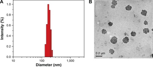 Figure 2 (A) Particle size distribution and (B) TEM image of PHTM micelles.Abbreviations: HA, hyaluronic acid; PHis, poly(L-histidine); PHTM, HA-PHis/pep-TPGS2k mixed micelles; pep-TPGS2k, Her2 peptide-modified TPGS2k; TEM, transmission electron microscopy; TPGS2k, d-α-tocopheryl polyethylene glycol 2000.