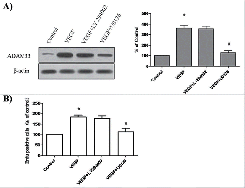 Figure 6. Effect of LY294002 and U0126 on ADAM-33 expression and cell proliferation in ASM cells. ASM cells were incubated with 20 µM U0126 or 20 µM LY294002 for 2 h before treatment with VEGF (50 ng/ml) for 24 h, and then western blotting analysis for ADAM33 was performed. β-actin was used as a loading control (A). ASM cells were incubated with 20 µM U0126 or 20 µM LY294002 for 2 h before treatment with VEGF (50 ng/ml) for 48 h, and then cell proliferation was determined by BrdU incorporation (B). All experiments were done at least twice. Values represent the means ± SEM. *P < 0.05 vs. control; # P < 0.05 vs. VEGF alone.