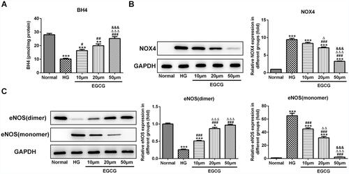 Figure 3 EGCG increases the BH4 expression and inhibits the NOX4 expression and eNOS uncoupling. (A) The BH4 levels in HG-treated HUVECs affected by EGCG was determined by BH4 ELISA assay. **P<0.01 and ***P<0.001 vs Normal group. #P<0.05, ##P<0.01 and ###P<0.001 vs HG group. ∆∆∆P<0.001 vs EGCG10μM group. &&&P<0.001 vs EGCG20μM group. (B) The NOX4 expression in HG-treated HUVECs affected by EGCG was detected by Western blot analysis. ***P<0.001 vs Normal group. ###P<0.001 vs HG group. ∆P<0.05 and ∆∆∆P<0.001 vs EGCG10μM group. &&&P<0.001 vs EGCG20μM group. (C) The expression of eNOS (dimer) and eNOS (monomer) in HG-treated HUVECs affected by EGCG was detected by Western blot analysis. *P<0.05 and ***P<0.001 vs Normal group. ###P<0.001 vs HG group. ∆∆P<0.01 and ∆∆∆P<0.001 vs EGCG10μM group. &&&P<0.001 vs EGCG20μM group.