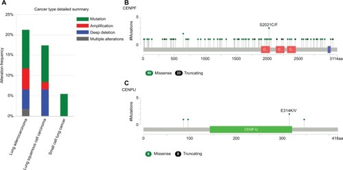 Figure 8 The alteration frequencies of hub genes across four different cancer studies.Notes: (A) A histogram of the alteration frequencies of hub genes across four lung cancer datasets (Pan-Lung Cancer-TCGA, Nat Genet 2016; Lung Adenocarcinoma-TCGA, Provisional; Lung Squamous Cell Carcinoma-TCGA, Provisional; Small Cell Lung Cancer, U Cologne, Nature 2015). (B) Mutation diagram of CENPF in different cancer types across protein domains in lung cancer across protein domains. (C) Mutation diagram of CENPU mutations in lung cancer across protein domains. Downloaded from cBioPortal for Cancer Genomics (http://cbioportal.org).Citation20,Citation60Abbreviations: CENPF, Centromere Protein; CENPU, Centromere Protein U; TCGA, The Cancer Genome Atlas.