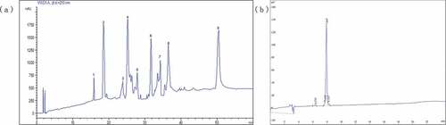 Figure 3. Chromatogram of FII separated by semi-preparing RP-HPLC (a) and of ACE inhibitory activity peptide (FII-2) by analytical RP-HPLC