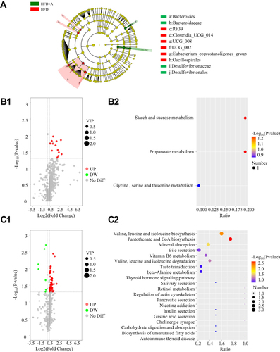 Figure 4 Atorvastatin calcium trihydrate improved intestinal microbiome and metabolic profiles disorders in rats’ feces and plasma induced by high fat diet. (A) LEfSe analysis of cladogram in HFD group and HFD+A group with LDA Score larger than 3. (B1) The volcano map of fecal metabolites between the HFD+A group and HFD group. (B2) KEGG bubble map of fecal metabolomics between the HFD+A group and HFD group. (C1) The volcano map of plasma metabolites between the HFD+A group and HFD group. (C2) KEGG bubble map of plasma Metabolomics.