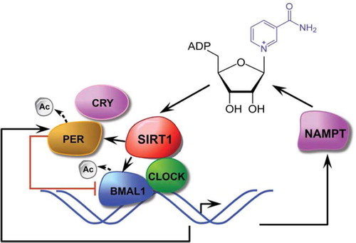 Figure 7. SIRT1 as an essential element of a feedback loop that links cellular metabolism to circadian clock. The CLOCK-BMAL1 transcript complex directly controls the expression of NAMPT, which encodes the rate-limiting enzyme in NAD+ biosynthesis. NAD+ then regulates SIRT1 activity and modulates CLOCK-BMAL1-mediated transcription. SIRT1 also directly regulates the activity of PER, a negative regulator of CLOCK-BMAL1 transcription, through deacetylation.