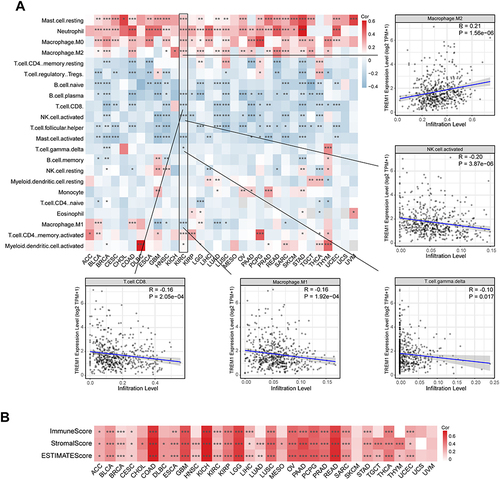 Figure 4 Correlations between TREM1 expression and immune cell infiltration abundance in cancers. (A) Heatmap displaying the correlations between TREM1 expression and infiltration levels of 22 immune cells calculated by CIBERSORT in pan-cancer. (B) Heatmap displaying the correlations between TREM1 expression and estimate scores in pan-cancer. *P < 0.05, **P < 0.01, ***P < 0.001. Abbreviation list of tumor cohorts from TCGA is given in Table S1.