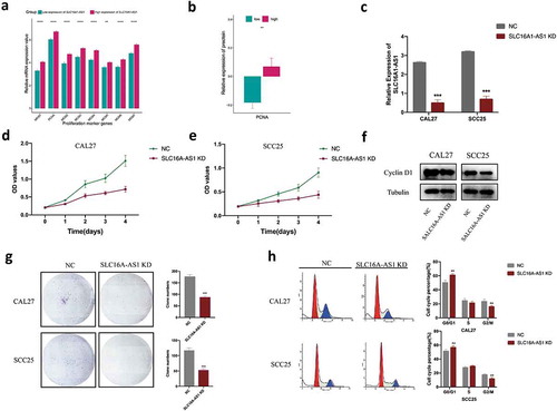 Figure 6. SLC16A1-AS1 silencing inhibits cell proliferation and arrest cell cycle of OSCC cells in vitro.