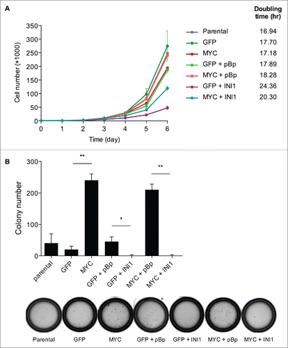 Figure 6. MYC and INI1 antagonistically regulate proliferation and transformation. (A) Proliferation of the G401 panel was assessed using a Coulter Counter every 24 hours to quantitate cell number. Mean cell number ± SD for 3 independent experiments performed in triplicate is shown. (B) G401 cells with ectopic MYC and/or INI1 were grown in 0.3% Noble agar + 10% FBS-DMEM H21 and the number of colonies was scored 3 weeks post-seeding. Mean colony number ± SD for 3 independent experiments is shown. * p<0.05, ** p<0.01, one-way ANOVA with Bonferroni post test. Representative colony images are shown.