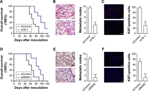Figure 5 Inhibition of YB-1 or MDM2 reduced metastatic node and mortality in vivo.