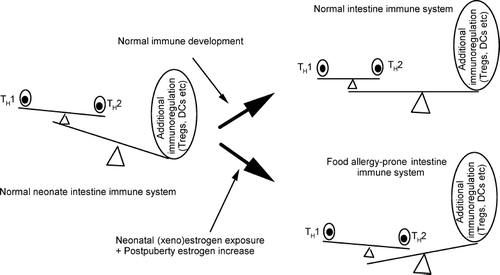 FIG. 2  The possible relationships between TH1/TH2 balance and additional immunoregulatory mechanisms during neonatal (xeno)estrogen exposure, and the presence of increased estrogens after puberty in females.