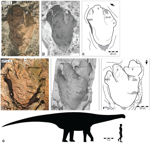 FIGURE 33. Broome sauropod morphotype D, from the Yanijarri–Lurujarri section of the Dampier Peninsula, Western Australia. Right pedal impression, UQL-DP11-4, preserved in situ as A, photograph; B, ambient-occlusion shading; and C, schematic interpretation. Right pedal impression, UQL-DP14-10, preserved in situ as D, photograph; E, ambient occlusion image; and F, schematic interpretation. G, silhouette of hypothetical trackmaker of Broome sauropod morphotype D, based on UQL-DP11-4, compared with a human silhouette. Abbreviations: bp(I), bulged pad/callosity associated with digit I; g, overprinted pedal impression of Garbina roeorum (UQL-DP14-18[lp1]); I–V, digital impressions I, II, III+IV, and V, respectively; p, pedal impression; r, expulsion rim. See Figure 19 for legend.