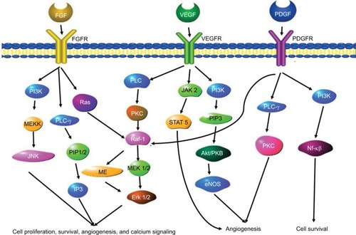 Figure 4 A schematic overview of the angiogenesis gene signaling pathways.
