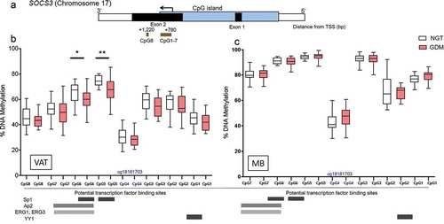 Figure 1. SOCS3 exon 2 CpG site-specific DNA methylation analysis in visceral adipose tissue (VAT) and maternal blood (MB) of women with NGT vs. GDM. (a) Schematic of the DNA methylation assays (brown bars) for the SOCS3 gene body/exon 2 region (b) Percent DNA methylation at each individual CpG site investigated (8 CpG sites) in VAT of normal glucose tolerant (NGT white; n = 22) vs. gestational diabetes mellitus group (GDM; red; n = 19). (c) Per cent DNA methylation at individual CpG site investigated in MB of NGT (white; n = 22) vs. GDM (red; n = 19). Box-whisker plots with minimum and maximum values. Below graphs, the potential TFBS (e.g. Sp1, Ap2) shown with bars across the relevant CpG site locations are depicted as well as cg18181703 at CpG 4 (shown in dark blue font). TSS: Transcriptional start site, bp: basepairs, TFBS: Transcriptional factor binding sites. *P < 0.05, **P < 0.001 AU, arbitrary units