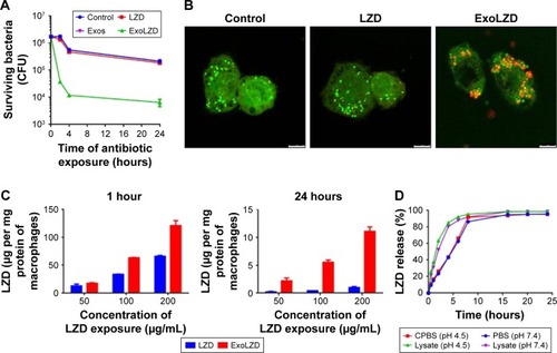 Figure 4 (A, B) Effects of ExoLZD on intracellular MRSA, (C) its cellular accumulation in RAW264.7 cells, and (D) release in vitro.Notes: (A, B) Intracellular survival of MRSA WHO-2 in RAW264.7 cells after treatment with Exos and ExoLZD. (A) Infected RAW 264.7 macrophages were incubated for 2, 4, or 24 hours with or without LZD or ExoZLD (20 µg/mL, equiv. LZD). Control cells were treated with PBS or Exos. The intracellular bacteria were measured as CFU per mg of cell protein. (B) Infected RAW264.7 cells were incubated with LZD or ExoLZD (20 µg/mL, equiv. LZD) for 4 hours and then stained with a LIVE/DEAD BacLight® kit. Living (green) and dead (red) intracellular bacteria were examined by confocal microscopy. Scale bars: 7.5 µm. (C) Cellular accumulation of LZD in RAW264.7 cells. After incubation with free LZD or ExoLZD (at 50, 100, and 200 µg/mL, equiv. LZD) for 1 or 24 hours, intracellular LZD was determined by HPLC method. (D) In vitro release of LZD from ExoLZD in four types of media. ExoLZD was incubated at pH 4.5 or 7.4 in the presence or absence of cell lysates at 37°C and LZD release was estimated by HPLC. Data represent the mean±SD of three independent experiments in triplicate.Abbreviations: CFU, colony-forming unit; Exos, exosomes; ExoLZD, exosome-entrapped linezolid; HPLC, high performance liquid chromatography; LZD, linezolid; MRSA, methicillin-resistant Staphylococcus aureus.