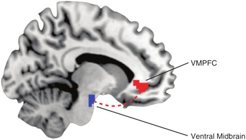 Figure 4. Electrical stimulation of the ventral medial prefrontal cortex caused activation of the ventral midbrain. Source: Chib et al. (Citation2013).