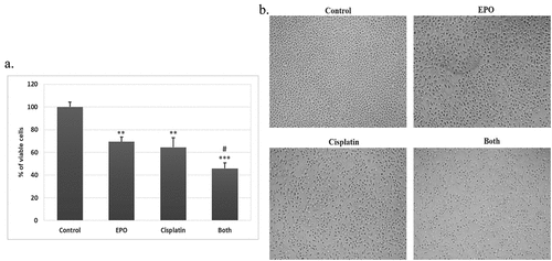 Figure 2. Synergetic effect of EPO on cisplatin action on A549 cells … . EPO improves cisplatin effect on A549 cells. (a) the cell viability of A549 cells treated with cisplatin and EPO, alone or in combination. (*) represents significance compared to the untreated control group. (#) represents significance compared to the cisplatin treated group. Significant at p *< 0.05, **< 0.01, ***< 0.001. (b) Morphological changes of A549 cells after treatment. A549 cells were treated with cisplatin (120 μM) and/or EPO (200 μg/ml) for 24 h and the morphological changes examined by the inverted microscope (200X).