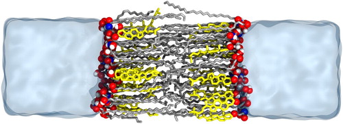 Figure 7. Simulation snapshot of lipid bilayer containing CER N-hydroxysphingosine C24:0 (CER NS), cholesterol and lignoceric acid. The CER NS and FFA tails are shown in silver, cholesterol in yellow, and the headgroup oxygen, nitrogen and hydrogen atoms in red, blue and white respectively.