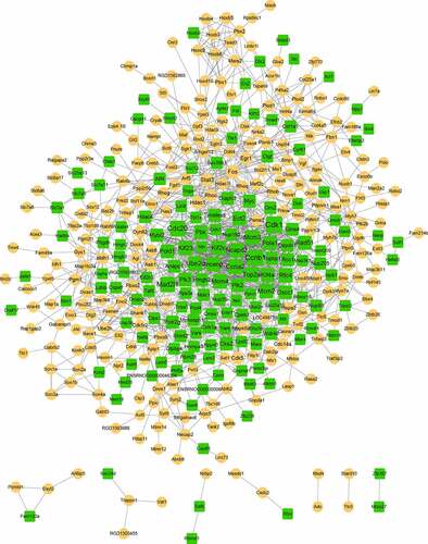 Figure 3. The constructed PPI network. The yellow circle represents upregulated gene, and the green square represents downregulated gene. The size of the node is based on the degree value, with higher degree values indicated by larger nodes.