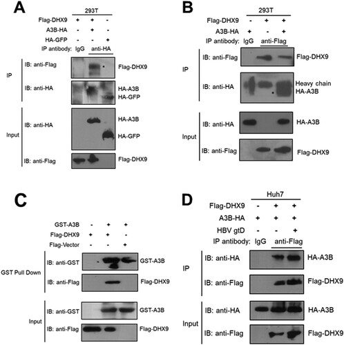 Figure 2. DHX9 interacts with A3B directly. (A) HEK293T cells were transfected with the HA-A3B expression plasmid alone or together with a Flag-DHX9 expression plasmid, and then the cell lysates were immunoprecipitated with control IgG antibody or anti-HA antibody and blotted with anti-HA antibody or anti-Flag antibody. (B) Reverse co-IP analysis of the interaction between A3B and DHX9 was performed by immunoprecipitation with anti-Flag antibody. (C) HEK293T cells were transfected with the Flag-DHX9 expression plasmid. After 24 h, the cell lysates were incubated with GST-A3B protein, and GST pulldown assays were conducted. The proteins bound to Glutathione Sepharose beads were blotted with the indicated antibodies. (D) The interaction of A3B and DHX9 was increased in the presence of HBV. Huh7 cells were cotransfected with HA-A3B and Flag-DHX9 expression plasmids in the absence or presence of the HBV replication plasmid (gtD), then co-IP assay and Western blotting were conducted as (B).