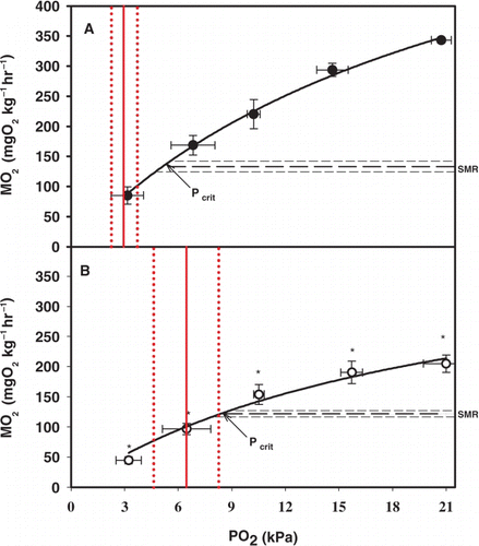 Figure 4  The physiological (metabolic) and behavioural avoidance response of A, normocythaemic and B, anaemic snapper (P. auratus) at 18 °C. Heavy dashed lines represent the SMR extrapolated across the relevant range of O2 availability denoted in terms of O2 partial pressure (PO 2 in kilopascals), with light dashed lines representing the 95% confidence intervals. Circular symbols indicate points of MMR±95% CI at the measured level of PO2. The vertical solid red line represents the behavioural avoidance PO2 of the treatment with dashed red lines representing the 95% CI. Symbols denoted with * indicate significant differences from the corresponding normocythaemic value. See Cook et al. (Citation2011) for extra detail. Reproduced with kind permission from the Company of Experimental Biologists.