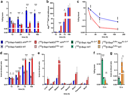 Figure 4. Ex vivo analysis of antibody distribution in AppNL-G-F compared to WT mice. A. Brain retention (%ID/g) of [125I]I-Bapi-Fab8D3 and [125I]I-Bapi-Fab8D3FcRn- at 12 h−168 h after injection. B. Fold difference in brain retention (AppNL-G-F/WT) at 12 h−168 h after injection of [125I]I-Bapi-Fab8D3 and [125I]I-Bapi-Fab8D3FcRn-. C. Terminal blood concentration of [125I]I-Bapi-Fab8D3 and [125I]I-Bapi-Fab8D3FcRn- in WT and AppNL-G-F mice at 12 h−168 h after injection. D. Brain-to-blood ratio of [125I]I-Bapi-Fab8D3 and [125I]I-Bapi-Fab8D3FcRn- at 12 h−168 h after injection. E. Biodistribution to peripheral organs (organ-to-blood ratio) at 24 h after injection. F. Brain retention (%ID/g) of [125I]I-Bapi and [125I]I-BapiFcRn- at 72 h after injection. G. Brain-to-blood ratio of [125I]I-Bapi and [125I]I-BapiFcRn- at 72 h after injection.