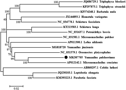 Figure 1. Neighbor-joining phylogenetic tree based on the mitochondrial genome of Y. pulcherrimus and other 15 fishes using MEGA 6.06. Cobitis lutheri served as an outgroup species.