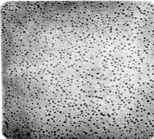 Figure 5.  Photomicrograph of Pluronic gel 7 days after preparation.